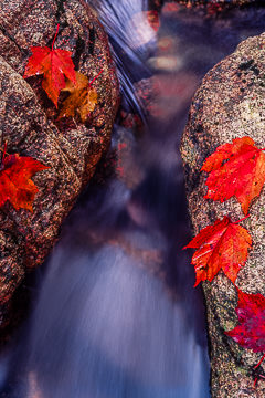 LE-AM-LA-12         Red Maple Leaves By Cascading Stream, Acadia National Park, Maine