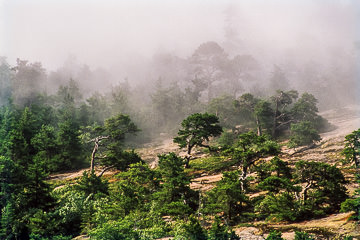 AM-LA-33         Trees In Heavy Fog, Acadia National Park, Maine
