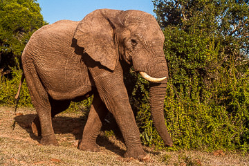 Addo Elephant walking at Addo Elephant National Park, South Africa