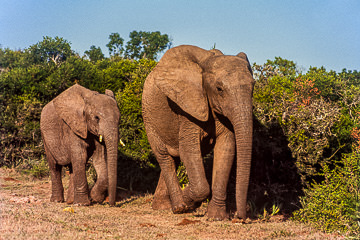 AF-M-02         Addo Elephant Mom With Calf, Addo Elephant National Park, South Africa