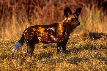 AF-M-70         African Wild Dog, Moremi Game Reserve, Botswana