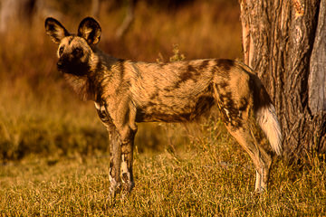 AF-M-71         African Wild Dog, Moremi Private Game Reserve, Botswana
