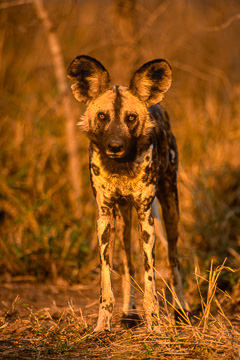 AF-M-72         African Wild Dog, Moremi Game Reserve, Botswana