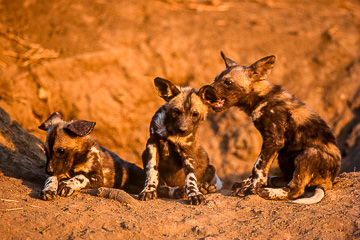 African wild dog pups playing at Kruger National Park, South Africa