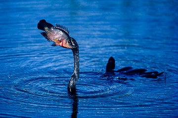 AM-B-04         Anhinga Carrying Fish, Everglades NP, Florida