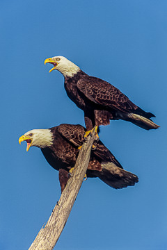 LE-AM-B-01         Southern Bald Eagles Complaining, Lovers Key State Park, Florida