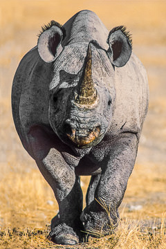 LE-AF-M-01         Black Rhinoceros Ready To Charge, Etosha National Park, Namibia