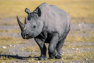 AF-M-03         Black Rhinoceros, Etosha National Park, Namibia