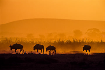 LE-AF-M-05         Wildebeests Retiring For The Day, Amboseli National Reserve, Kenya