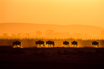 AF-LA-06         Wildebeests On The Move, Masai Mara National Reserve, Kenya
