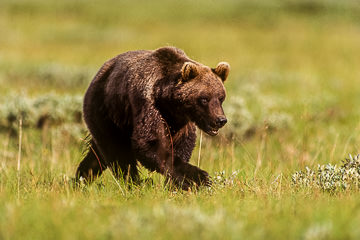 AM-M-02         Grissly Bear On The Move, Yellowstone NP, Wyoming