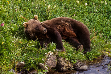 LE-AM-M-05         Grizzly Bear Resting, Denali National Park, Alaska