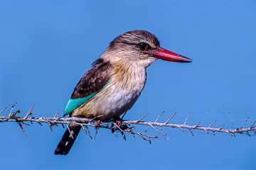 AF-B-02         Brownhooded Kingfisher, Kruger NP, South Africa