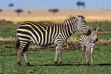 AF-M-01         Burchell's Zebra With Colt, Masai Mara, Kenya