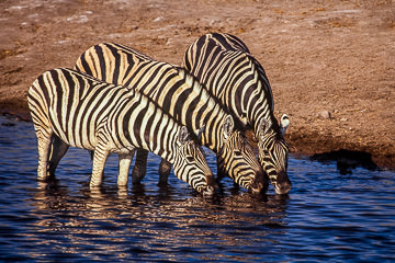 LE-AF-M-12         Burchell's Zebras Drinking, Etosha National Park, Namibia