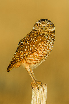 AM-B-05         Burrowing Owl, Cape Coral, Florida