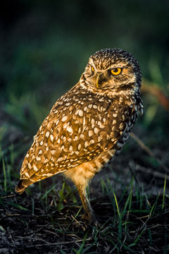 AM-B-02         Burrowing Owl, Cape Coral, Florida