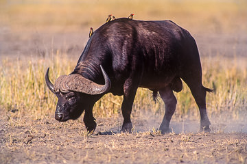 AF-M-02         Cape Buffalo With Oxpeckers, Kruger National Park, South Africa