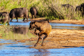AF-M-107         Cape Buffalo Calf Playing, Mala Mala Private Reserve, South Africa