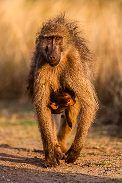 AF-M-01         Chacma Baboon Carrying Infant, Kruger NP, South Africa