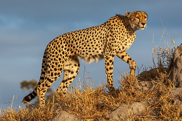LE-AF-M-125         Cheetah On The Move , Mala Mala Private Game Reserve, South Africa