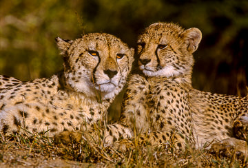 AF-M-08         Cheetah Mom With Youngster, Sabi Sabi Private Reserve, South Africa
