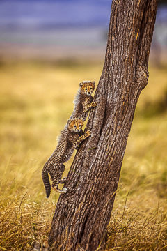 AF-M-01         Cheetah Cubs Playing On Tree, Masai Mara, Kenya