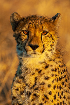 LE-AF-M-119         Cheetah Portrait, Phinda Private Game Reserve, South Africa
