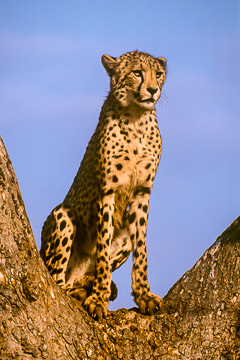 AF-M-70         Cheetah On Tree, Phinda Private Reserve, South Africa