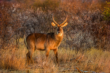 LE-AF-M-05         A Male Common Waterbuck At First Light, Kruger National Park, South Africa