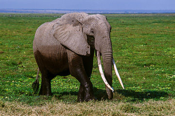 AF-M-106         Large Tusk Elephant, Enkongo Narok Swamp, Amboseli National Park, Kenya