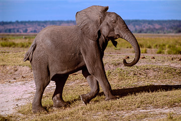 AF-M-116         Elephant Shaking Ears, Chobe National Park, Botswana