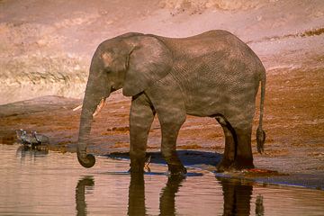 AF-M-114         Elephant Drinking At Chobe River, Chobe National Park, Botswana