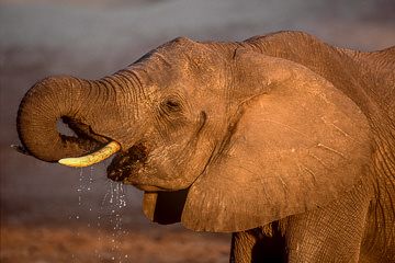 LE-AF-M-11         Elephant Drinking, Chobe National Park, Botswana