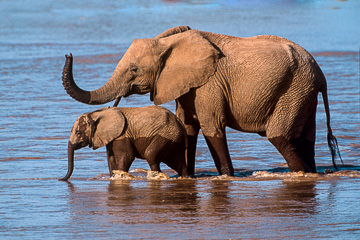 LE-AF-M-104         Elephant And Calf Crossing River, Samburu National Reserve, Kenya