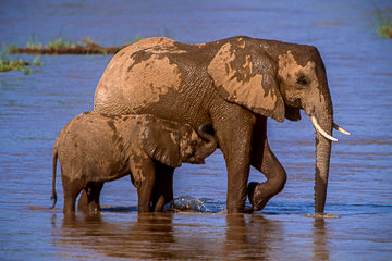 LE-AF-M-113         Elephant Cow With Calf At Ewaso Ng'iro River, Samburu National  Reserve, Kenya