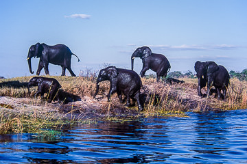 AF-M-02         Elephants Leaving River, Chobe National Park, Botswana