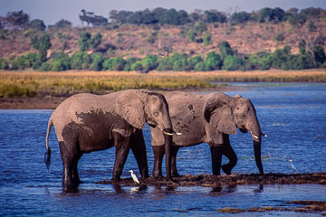 AF-M-07         Elephants At Chobe River, Chobe National Park, Botswana