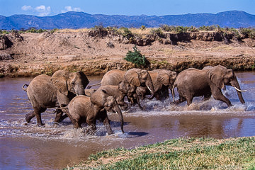 LE-AF-M-01         Elephants Crossing the Ewaso Ng'iro River, Samburu National  Reserve, Kenya