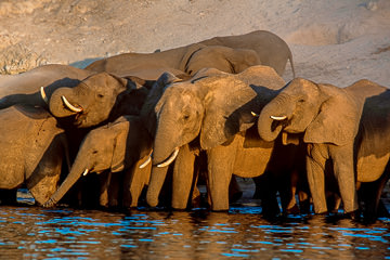 AF-M-10         Elephant Herd Drinking At Chobe River, Chobe National Park, Botswana
