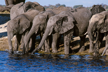 AF-M-120         Elephant Herd Drinking, Chobe River, Chobe National Park, Botswana