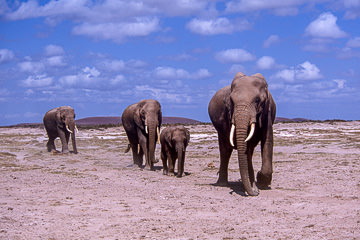 AF-M-105         Elephant Herd, Amboseli National Park, Kenya
