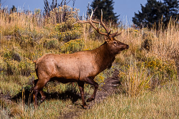 AM-M-11         Elk Bull Walking, Yellowstone NP, Wyoming
