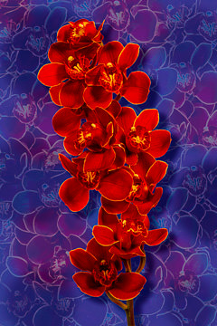 LE-FLL-06         Cymbidium Orchids