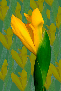 LE-FLL-07         Yellow Iris