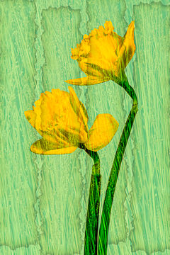 LE-FLL-14         Daffodils