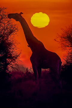 LE-AF-M-01         Southern Giraffe Feeding At Sunrise, Kruger National Park, South Africa