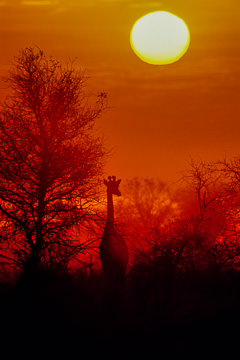 AF-LA-02         Giraffe At Sunrise, Kruger National Park, South Africa