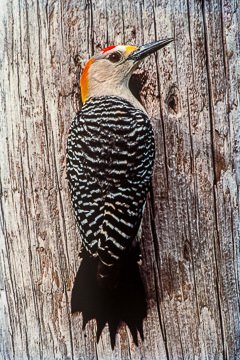AM-B-01         Golden-Fronted Woodpecker, Laguna Atascosa NWR, Texas