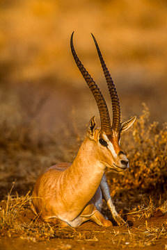 LE-AF-M-01         Grant's Gazelle, Samburu National Reserve, Kenya